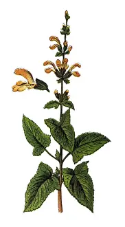 Salvia glutinosa (glutinous sage, sticky sage, Jupiters sage, Jupiters distaff)