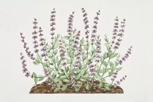 Bush Gallery: Salvia officinalis, Common Sage plant