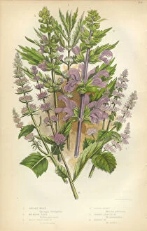 Images Dated 5th February 2016: Salvia, Sage, Mint, Spearmint, Gypsywort, Victorian Botanical Illustration