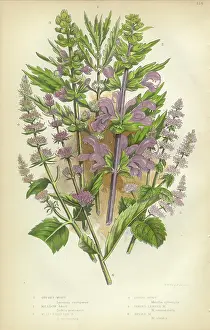 Salvia, Sage, Mint, Spearmint, Gypsywort, Victorian Botanical Illustration