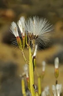 Sambokbossie -Kleinia longiflora-, Goegap Nature Reserve, Namaqualand, South Africa, Africa