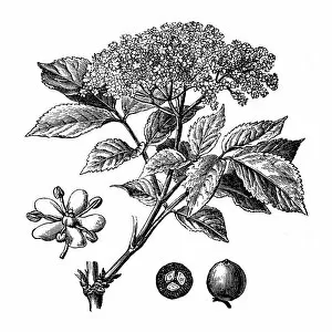 Images Dated 14th March 2016: Sambucus nigra (elder, elderberry, black elder)