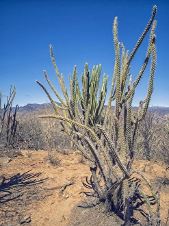 Spiked Gallery: San Pedro Cactus -Echinopsis pachanoi-, Bolivian plateau Altiplano, Bolivia