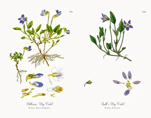 Images Dated 21st November 2017: Sand Dog Violet, Viola Arenaria, Victorian Botanical Illustration, 1863