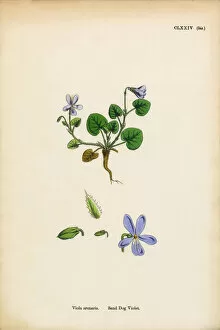Images Dated 6th February 2017: Sand Dog Violet, Viola Arenaria, Victorian Botanical Illustration, 1863