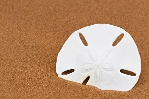 Images Dated 16th April 2011: Sand dollar on beach sand