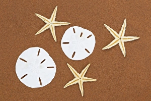 Images Dated 16th April 2011: Sand Dollars and sea stars