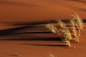 Sand Dune Gallery: Sand dune with grass tuft, Namib Desert, Namibia