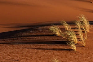 Desert Gallery: Sand dune with grass tuft, Namib Desert, Namibia