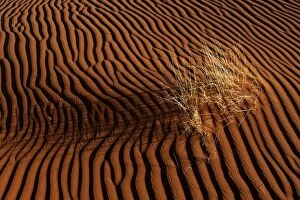 Images Dated 16th May 2007: Sand dune with grass tuft, Namib Desert, Namibia