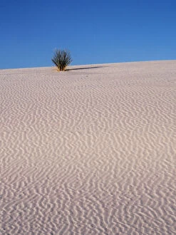 Images Dated 9th January 2013: Sand Dune Patterns and Yucca Plants in White Sands National Monument, New Mexico, USA