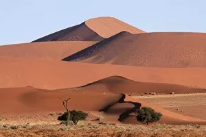 Dune Gallery: Sand dunes, Camel thorn trees (Vachellia erioloba) at the front, Sossusvlei, Namib Desert