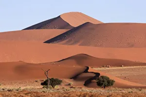 Harry Laub Travel Photography Collection: Sand dunes, Camel thorn trees (Vachellia erioloba) at the front, Sossusvlei, Namib Desert