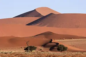 Sand dunes, Camel thorn trees (Vachellia erioloba) at the front, Sossusvlei, Namib Desert