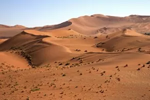 Dune Gallery: Sand dunes, Sossusvlei, Namib Desert, Namib Naukluft Park, Namibia