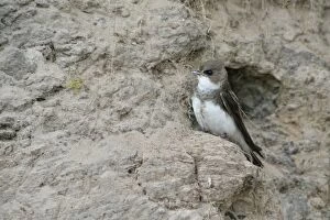Images Dated 2nd July 2014: Sand Martin -Riparia riparia-, Emsland, Lower Saxony, Germany
