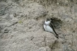 Images Dated 2nd July 2014: Sand Martin -Riparia riparia-, Emsland, Lower Saxony, Germany