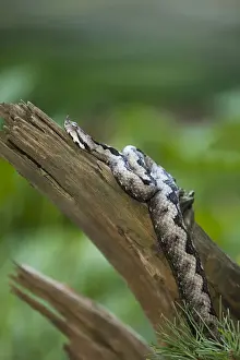 Sand Viper -Vipera ammodytes-, Croatia