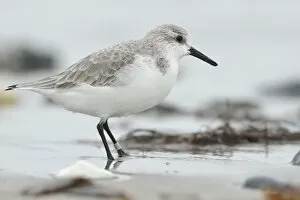 Images Dated 17th December 2012: Sanderling -Calidris alba- on a beach in search of food, Dune island, Helgoland