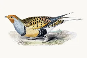 Songbird Gallery: Sandgrouse