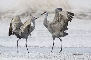 Images Dated 21st April 2008: Sandhill cranes (Antigone canadensis) in meadow at frosty morning, Oregon, USA
