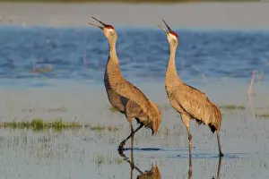Crane Prints: Sandhill Cranes (Antigone canadensis) pair in wetland, Oregon, USA