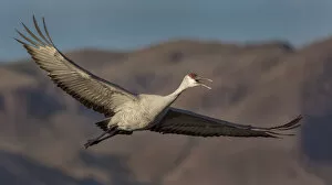 Images Dated 10th December 2015: Sandhill Cranes in Flight In Bosque Del Apache