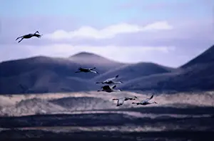 Birds Flying In V Formation Prints: Sandhill cranes (Grus canadensis) in flight, New Mexico, USA