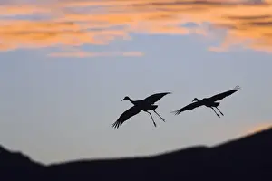 Midair Prints: Sandhill Cranes (Grus canadensis) in flight at sunset