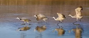 Images Dated 6th December 2012: sandhill cranes ready to take off in water