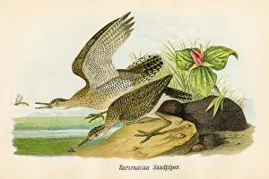 Sandpiper Prints: Sandpiper bird lithograph 1890
