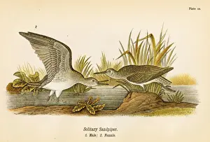 Sandpiper bird lithograph 1890