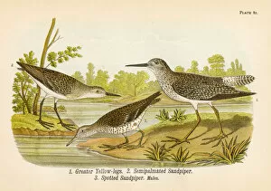 Images Dated 19th May 2017: Sandpiper bird lithograph 1890