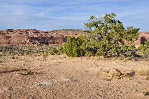 Table Mountain Prints: Sandstone landscape, Big Mesa, Canyonlands, Moab, Utah, USA