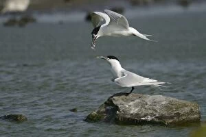 Foraging Gallery: Sandwich Tern -Sterna sandvicensis-, handing over fish to partner in flight, Texel