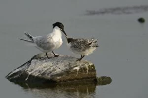 Images Dated 21st June 2012: Sandwich Tern -Sterna sandvicensis- with chick, Texel, The Netherlands, Europe