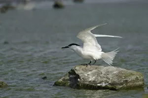 Images Dated 17th June 2012: Sandwich Tern -Sterna sandvicensis-, Texel, The Netherlands, Europe