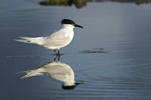 Images Dated 13th June 2012: Sandwich Tern -Sterna sandvicensis-, Texel, The Netherlands, Europe