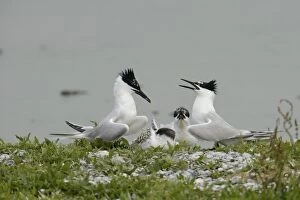 Images Dated 21st June 2012: Sandwich Terns -Sterna sandvicensis-, in the breeding colony, Texel, The Netherlands, Europe