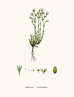 Chickweed Prints: Sandwort plant