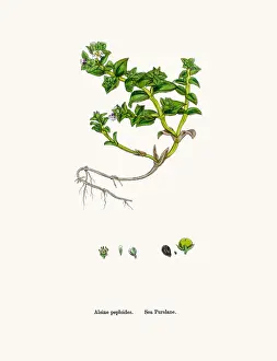 Chickweed Prints: Sandwort plant