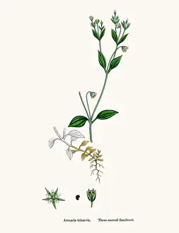 Sandwort plant