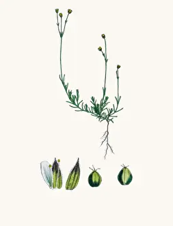 Sandwort plant