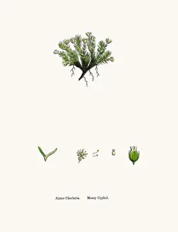Chickweed Prints: Sandwort plant