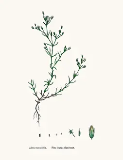 Chickweed Prints: Sandwort plant
