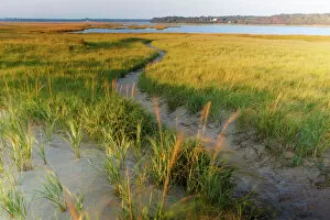 Gallo Landscapes Gallery: Sandy path through dune grass at Coast Guard Beach, Eastham, Cape Cod National Seashore