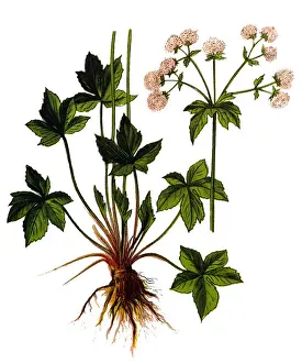 Sanicula europaea (sanicle, wood sanicle)