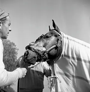 Michaelochs Archives Prints: Santa Anita