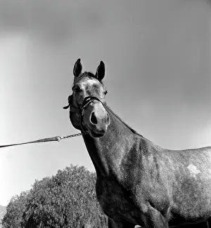 Michaelochs Archives Prints: Santa Anita