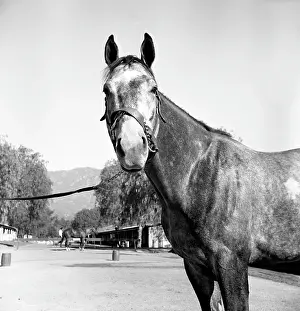 Michaelochs Archives Prints: Santa Anita